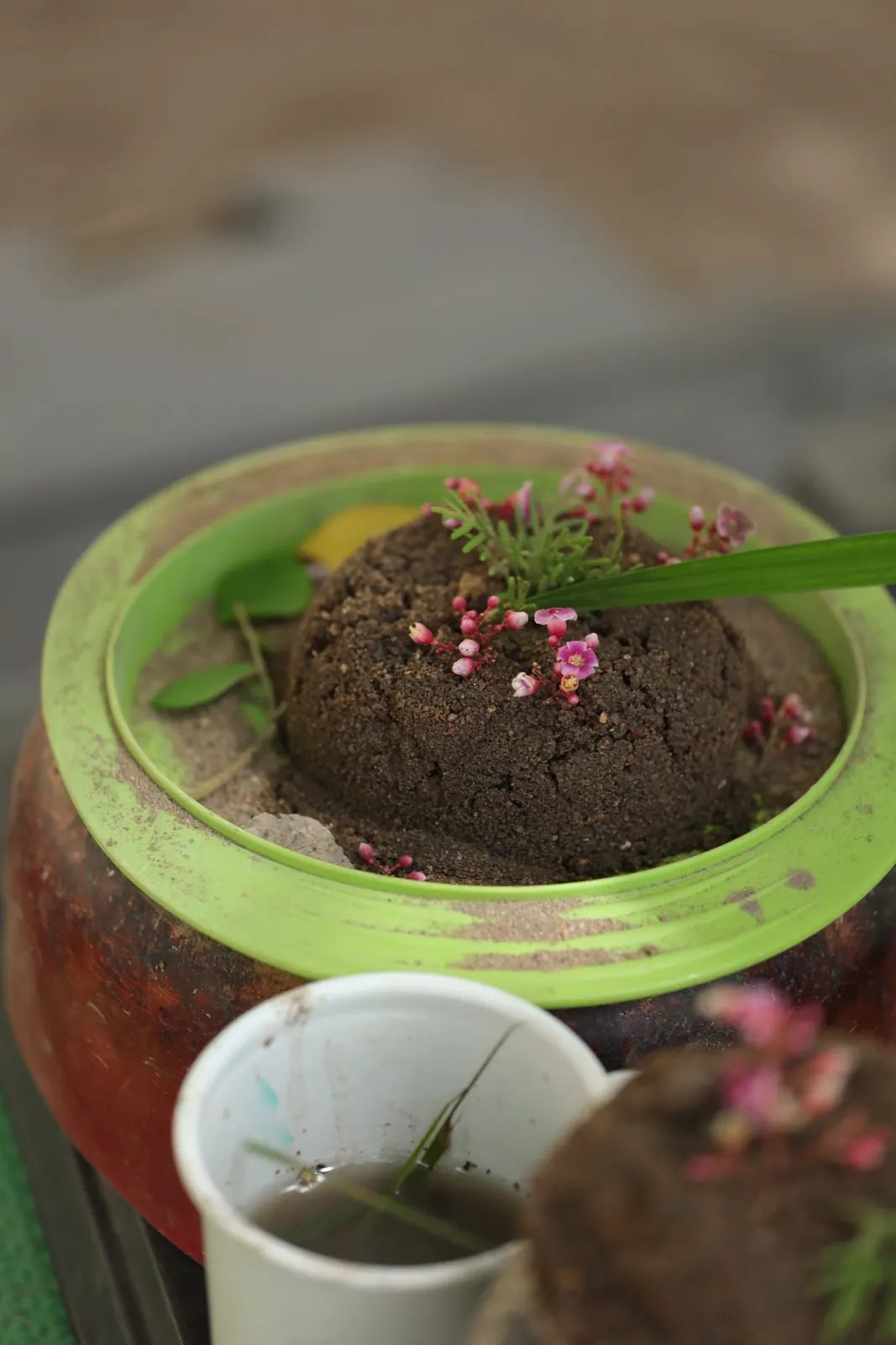 Experimento com planta e terra feito pelas crianças